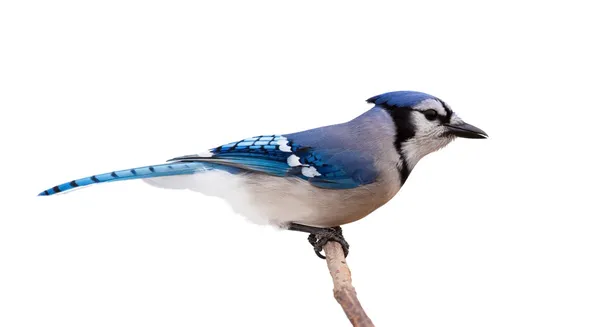 Bluejay-Profil — Stockfoto