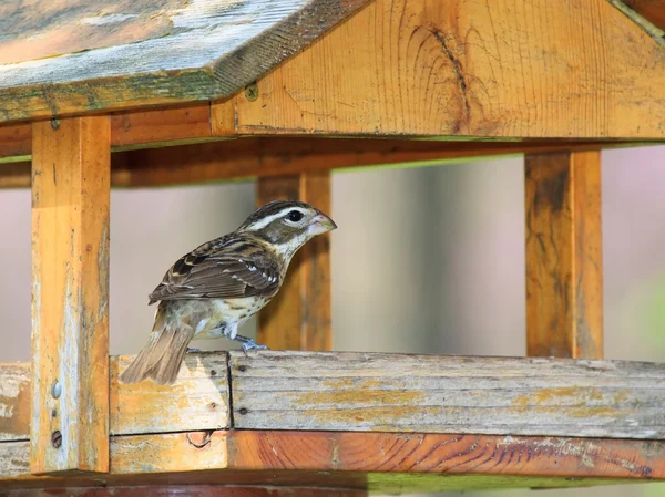 Alimentatore Grosbeak — Foto Stock