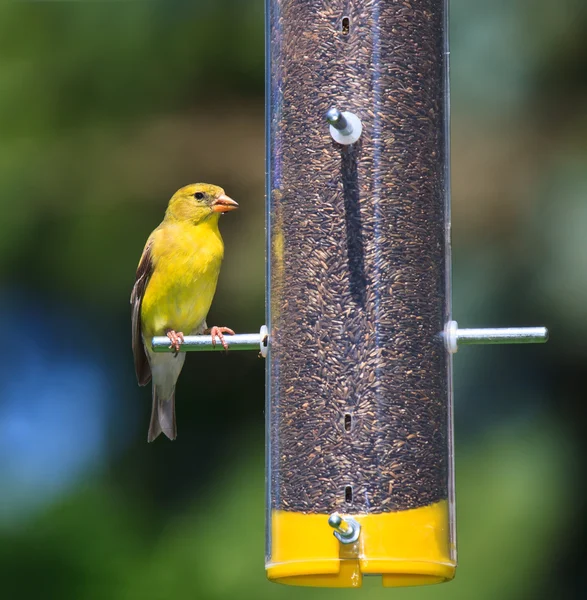 Alimentando Goldfinch — Fotografia de Stock