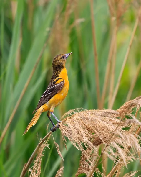 Oriole in Grasslands — Stock Photo, Image