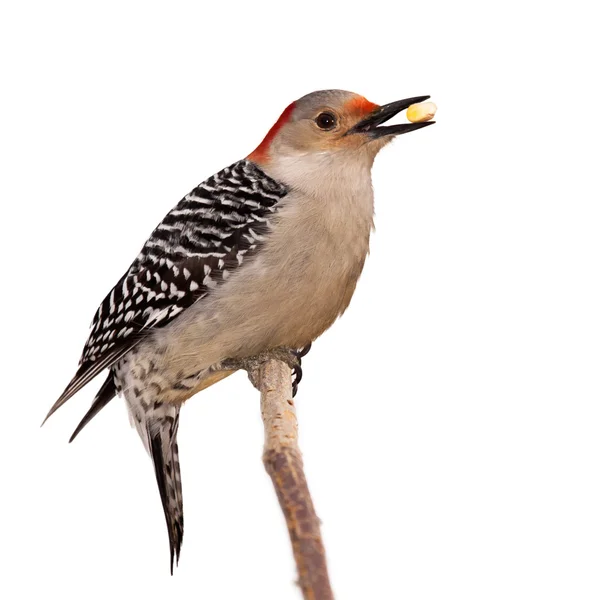 Red bellied woodpecker eats a kernel of corn — Stock Photo, Image