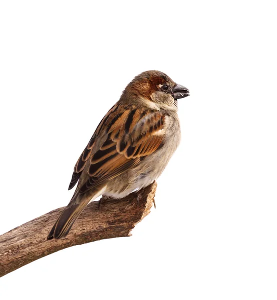 Sparrow profil — Stock fotografie