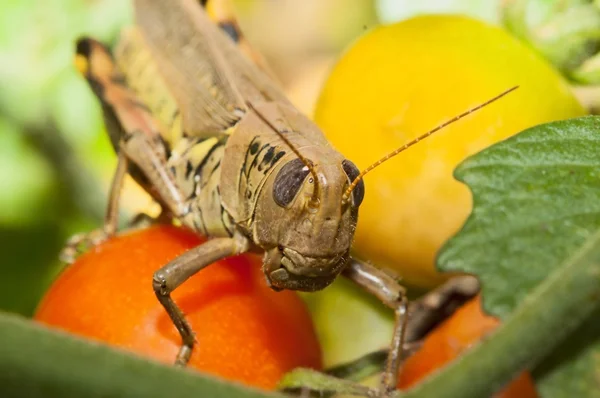 Grassphopper na przekąskę — Zdjęcie stockowe