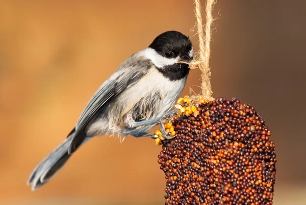 Pikken chickadee — Stockfoto