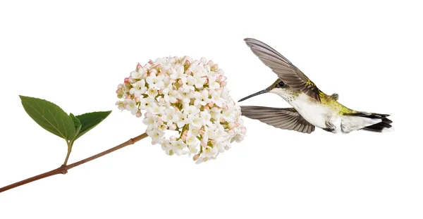 Hummingbird en een sneeuwbal — Stockfoto