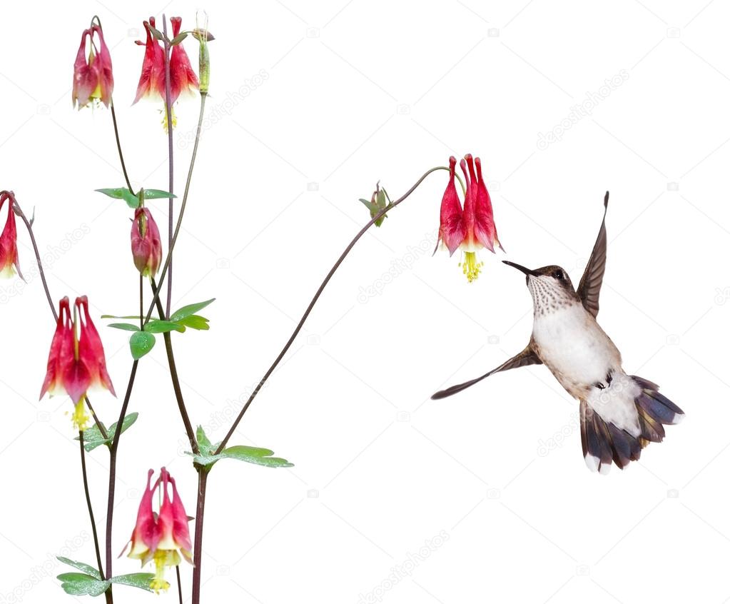 Hummingbird and a Red Columbine
