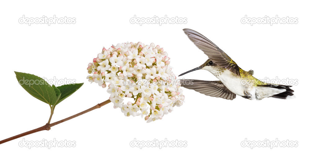 Hummingbird and a Viburnum