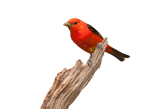 Atteggiamento tanager — Foto Stock