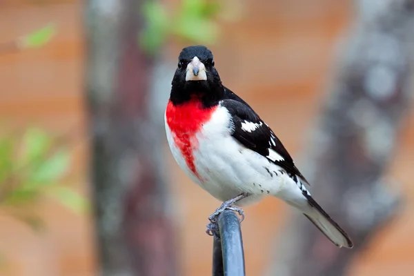 Negro, Blanco y Rojo — Foto de Stock