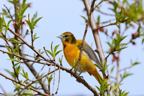 Pirol Orange — Stockfoto