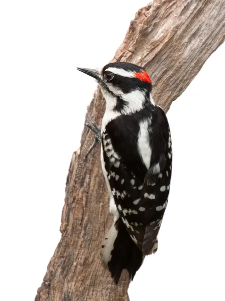 Pájaro carpintero sospechoso — Foto de Stock