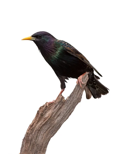 European Starling — Stock Photo, Image