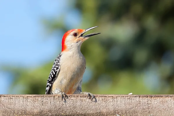 Kilroy the Woodpecker — 图库照片