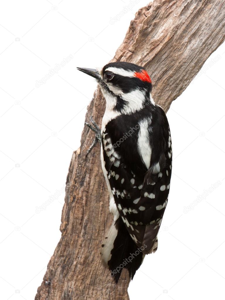 Suspicious Woodpecker