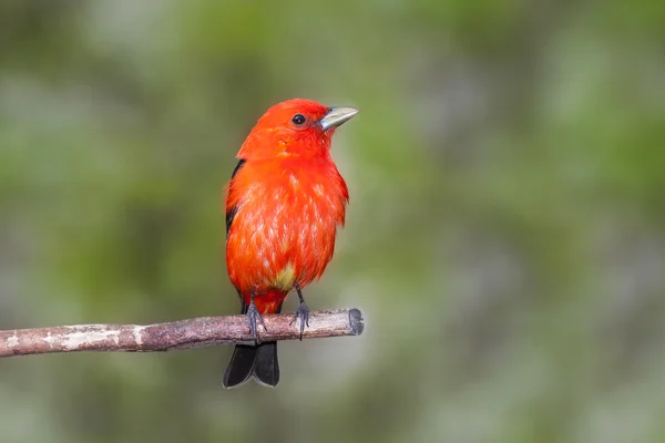 Scarlet Plumage — Stock Photo, Image