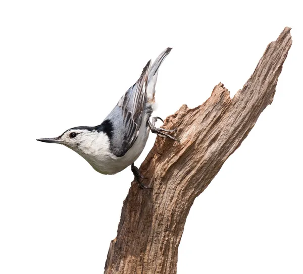 Nuthatch azul — Foto de Stock