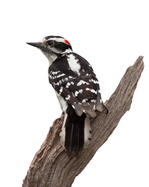 Grizzled Woodpecker — Stock Photo, Image