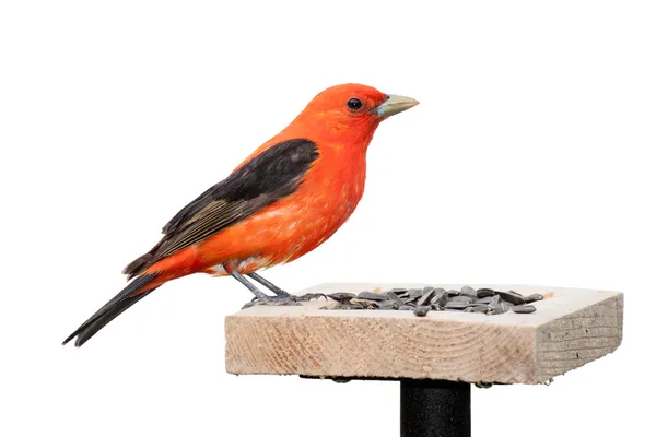 Tanager und Sonnenblumenkerne — Stockfoto