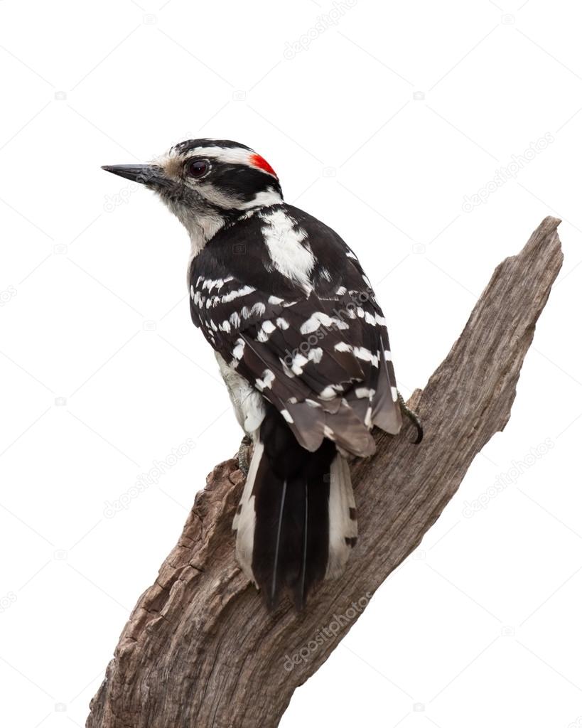 Grizzled Woodpecker