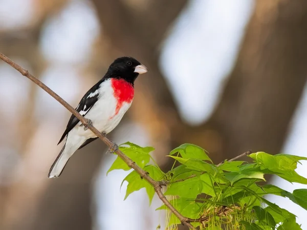 Αυξήθηκε σταυρωτός grosbeak — Φωτογραφία Αρχείου