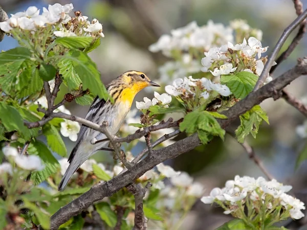 Blackburnian warbler e flores de maçã Imagem De Stock