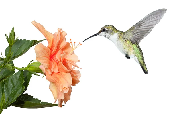 Beija-flor e Hibisco — Fotografia de Stock