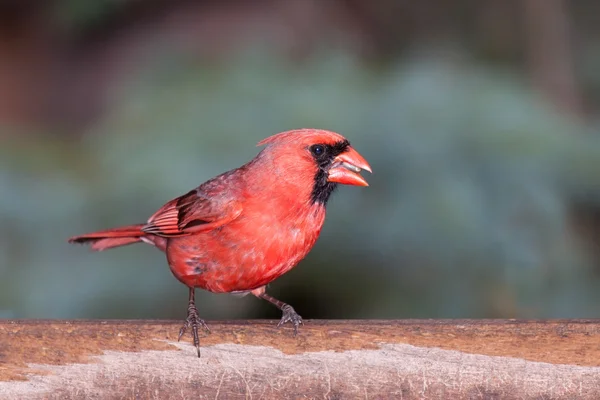 Cardinal at the feeder eating seeds — Stock Photo, Image