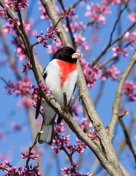 Perched rose-breasted grosbeak — Stock Photo, Image