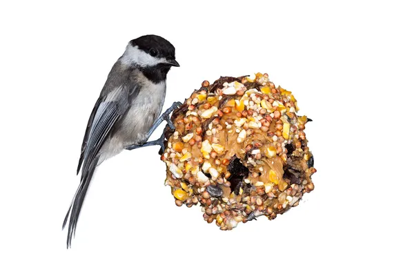 Chickadee, Pine Cone & Peanut Butter — Stock Photo, Image