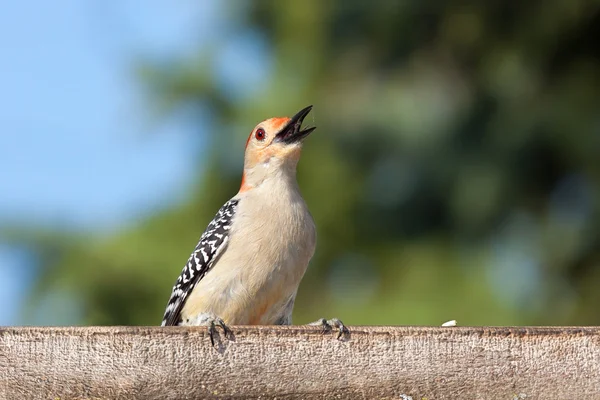 Kilroy woodpecker — Stock fotografie