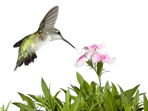 Hummingbird and Dianthus — Stock Photo, Image