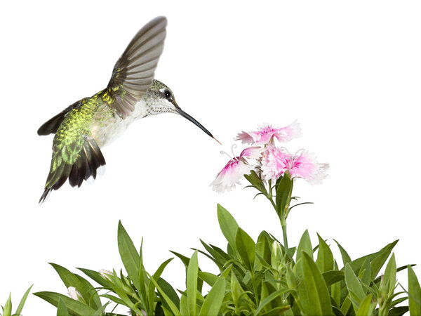 Hummingbird and Dianthus