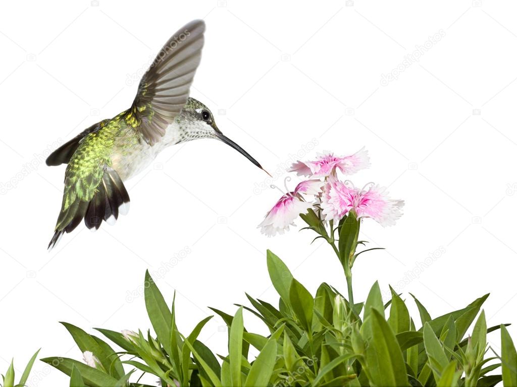 Hummingbird and Dianthus