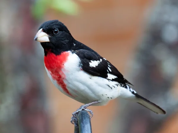 Black, White and Red — Stock Photo, Image