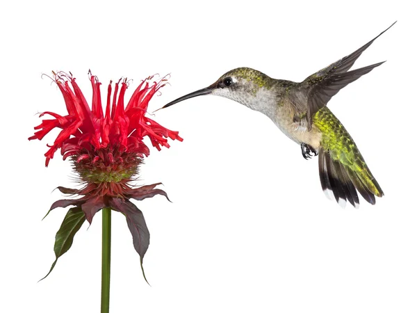 Kolibřík a monarda — Stock fotografie