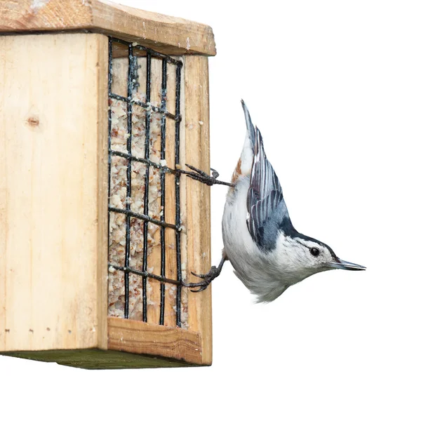 White Breasted Nuthatch — Stock Photo, Image