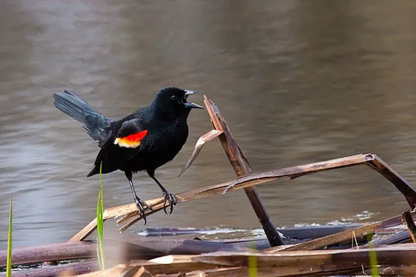 Skrikande blackbird — Stockfoto
