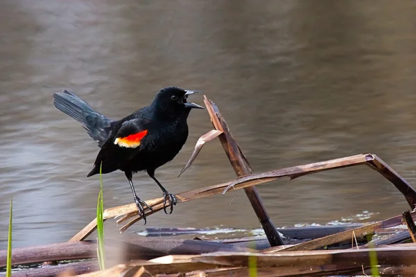 Kreischende Amsel — Stockfoto