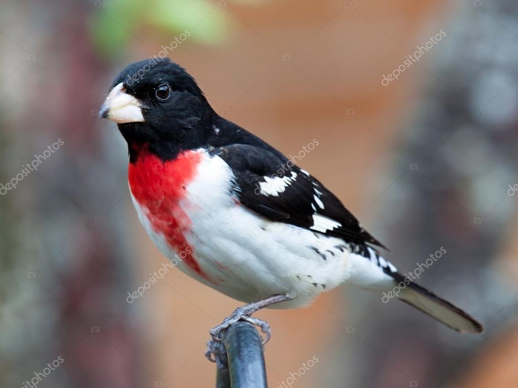 Noir Blanc Et Rouge Photographie Mtruchon 33508825