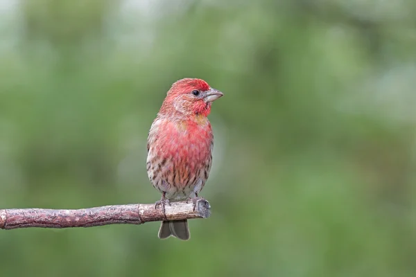 House Finch — Stock Photo, Image