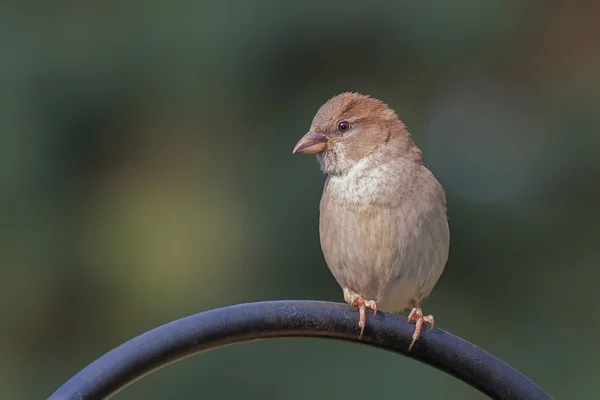 Casa feminina Sparrow — Fotografia de Stock