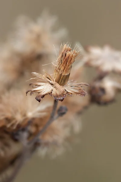 Aster Seed — Stock Photo, Image