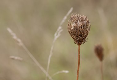 Kraliçe Anne'in dantel