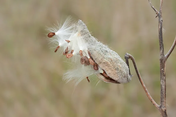 Milkweed Explosion — Stockfoto