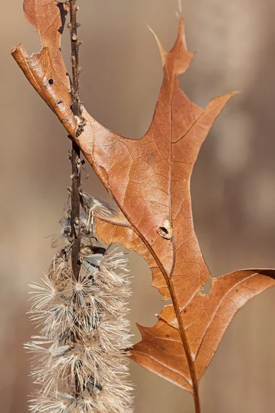 Weiche Aufspießung — Stockfoto