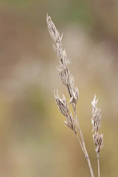 Orchard Grass — Stock Photo, Image