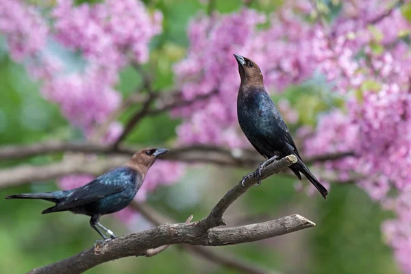 Cowbird uzatma — Stok fotoğraf