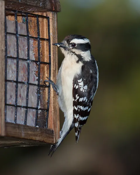 Woodpecker and Suet — Stock Photo, Image