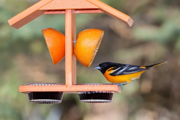 Oriole et gelée de raisin — Photo