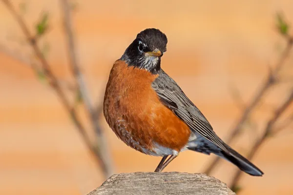 Robin sur un poteau de clôture — Photo